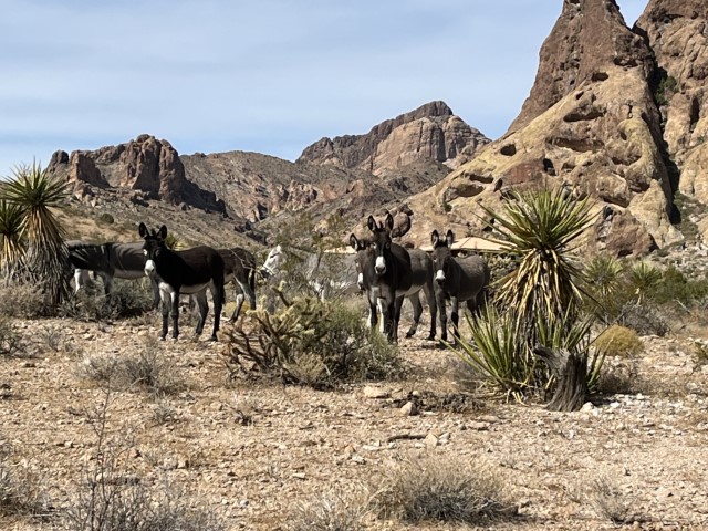 A group of wild burros in the desert..