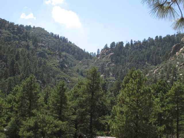 A pine forest sweeping up to mountain peaks..