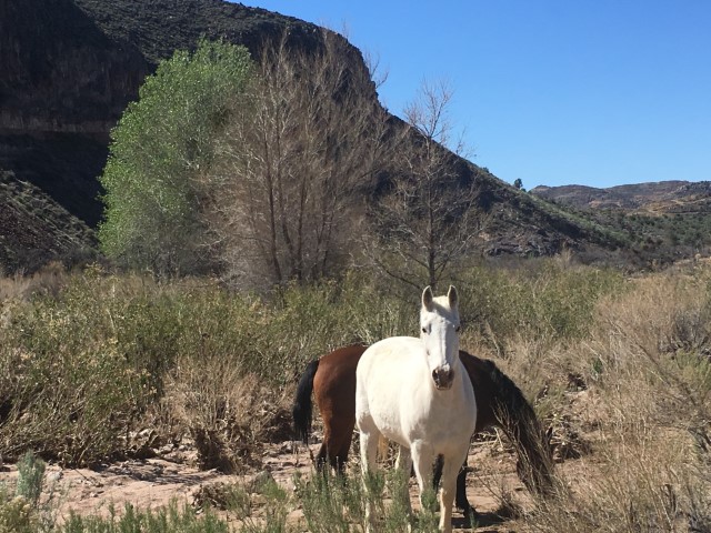 Two horses standing in a dry creekbed..