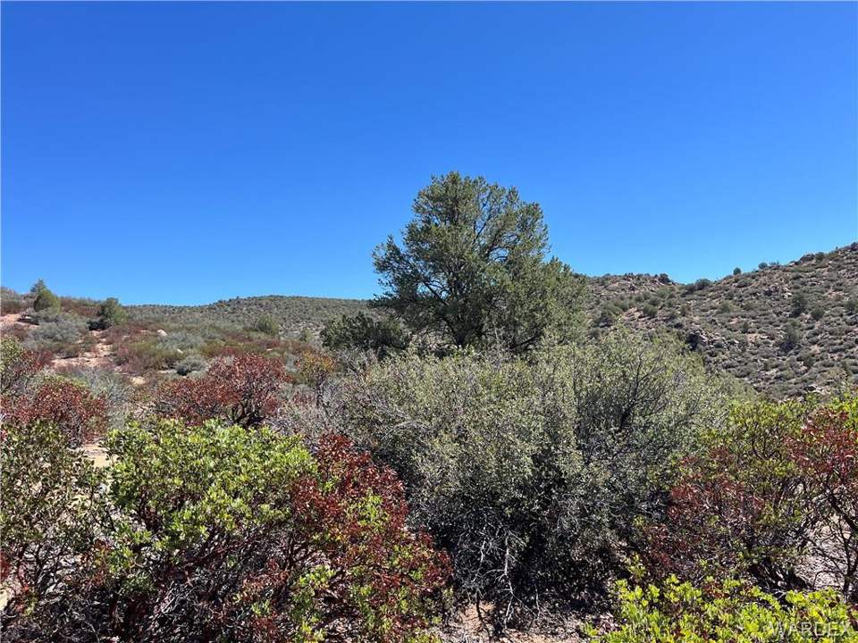 36.6 acres in Kingman in Kingman: Pinion Pine in center of frame.