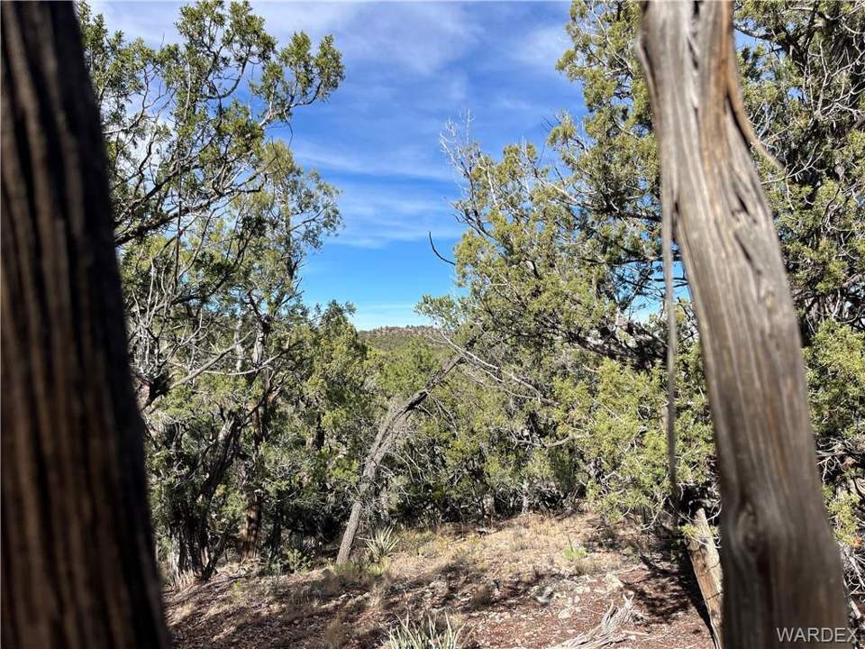 39.33 acres in Seligman in Seligman: Heavily treed with mature Juniper and Pinion Pine