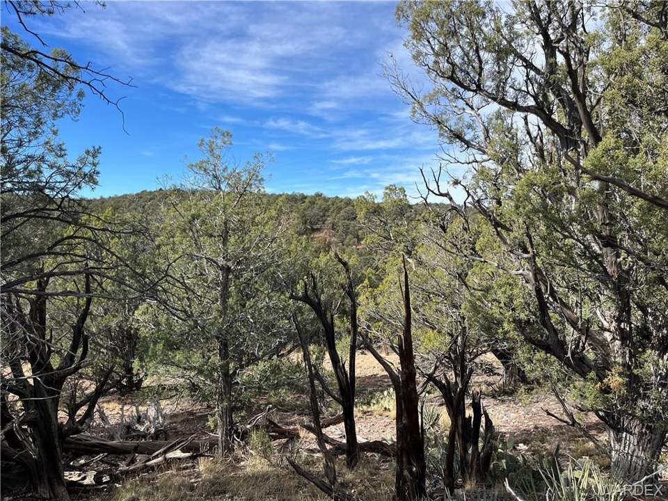 39.33 acres in Seligman in Seligman: Heavily treed with mature Juniper and Pinion Pine