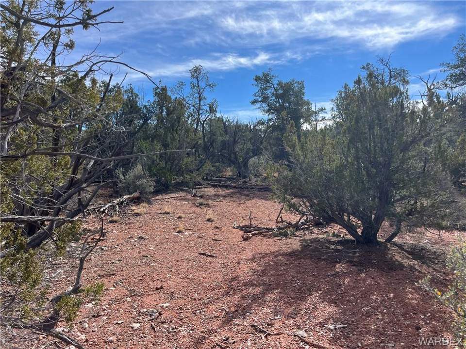 39.33 acres in Seligman in Seligman: Possible building spot in natural clearing
