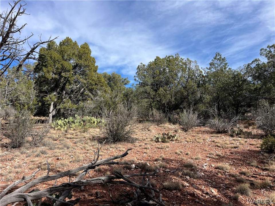39.33 acres in Seligman in Seligman: Possible building spot in natural clearing