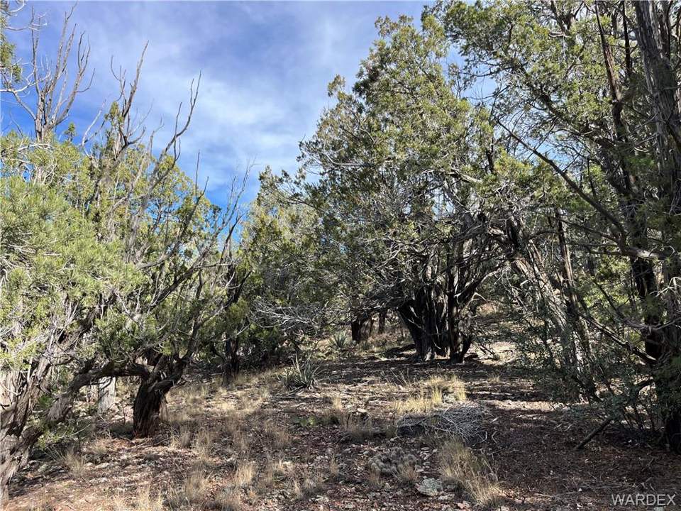 39.33 acres in Seligman in Seligman: Heavily treed with mature Juniper and Pinion Pine