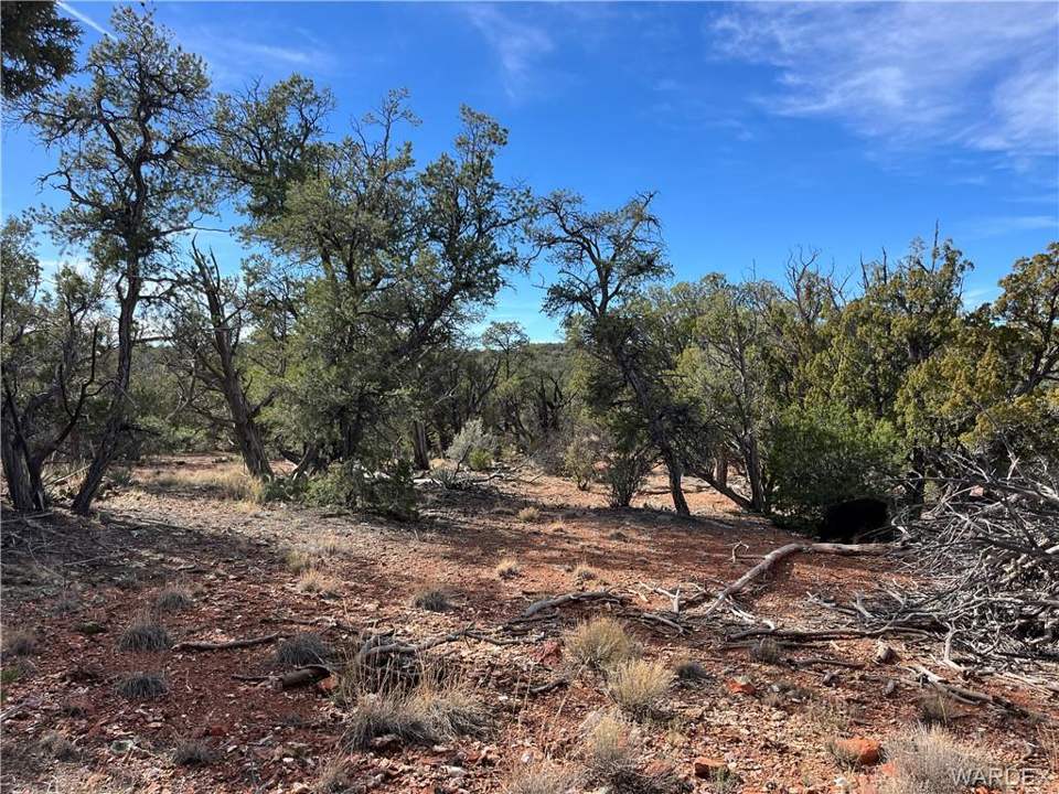 39.33 acres in Seligman in Seligman: Second possible building spot, closer to access ro