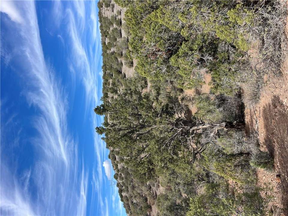 36.3 acres in Kingman in Kingman: Mature Pinion Pine.