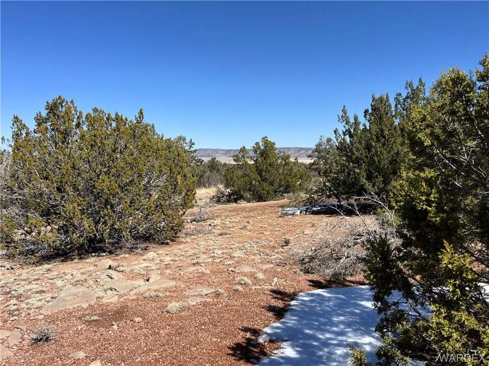 2.67 acres in Seligman in Seligman: Yard