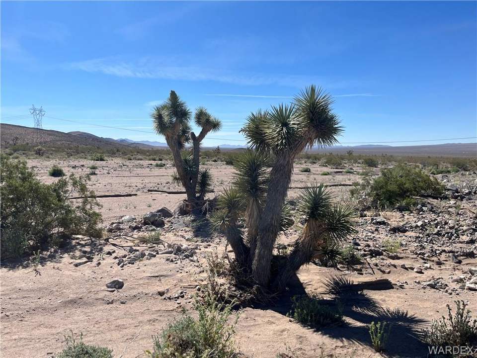 9.4 acres in White Hills in White Hills: One of the Joshua Trees on the Property