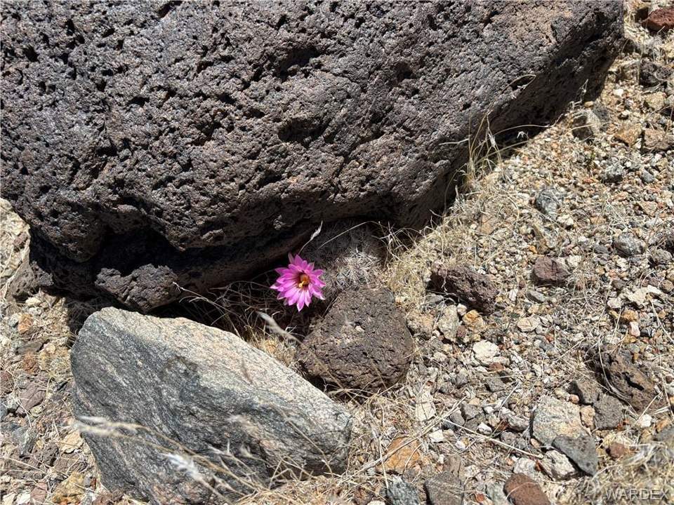 19 acres in Dolan Springs in Dolan Springs: Natural Rock with vibrant desert flowers in great