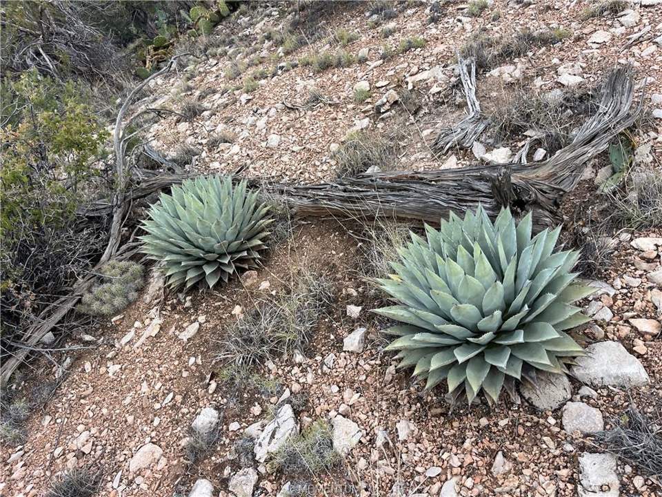 75.86 acres in Seligman in Seligman: Gorgeous agave and a tiny claret cup cactus.