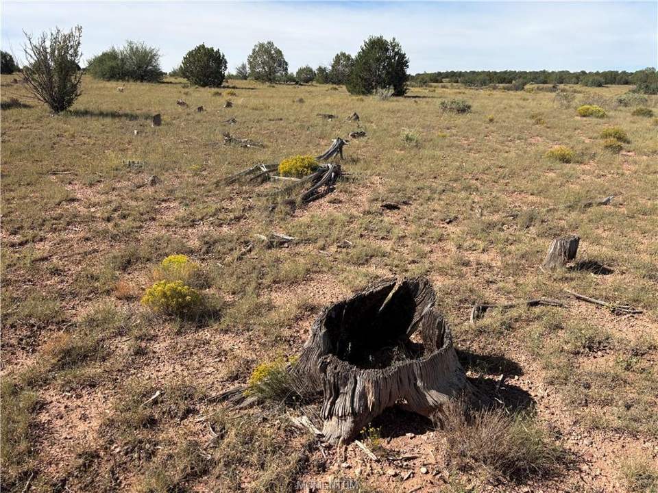 40 acres in Seligman in Seligman, photo 2