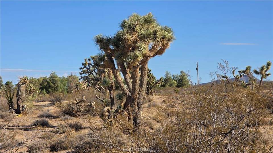 1.03 acres in White Hills in White Hills, photo 3