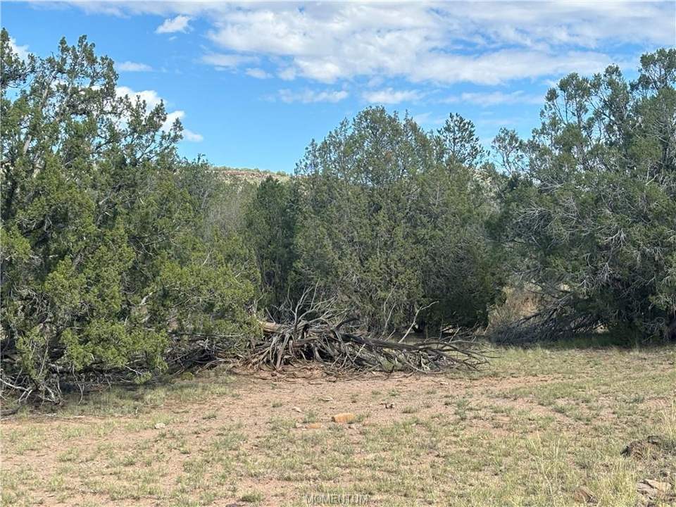38.6 acres in Seligman in Seligman, photo 10